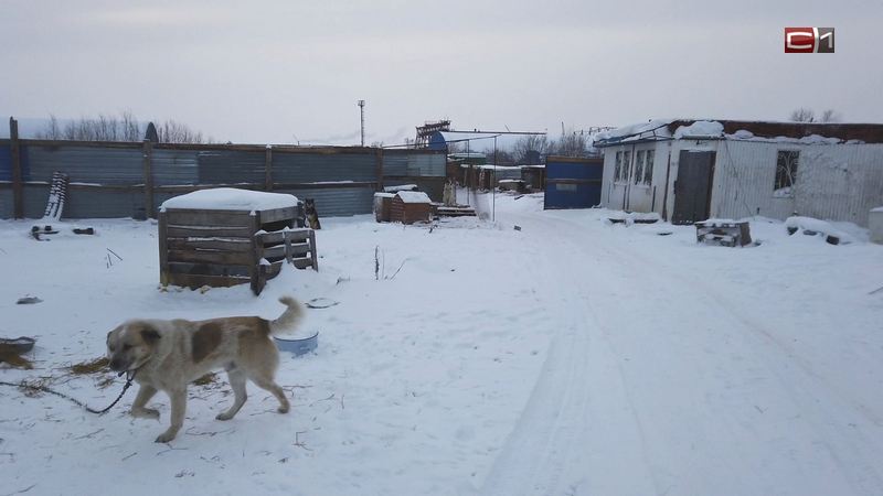 В приют для бездомных животных в Сургуте нагрянула проверка
