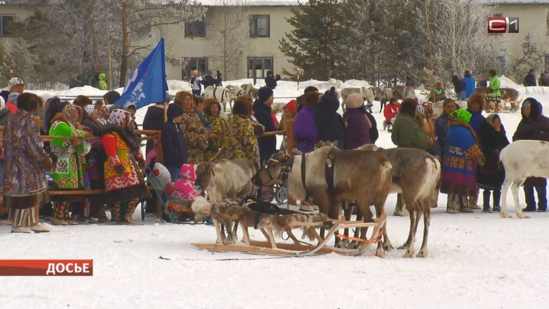 День оленевода в Сургутском районе может не состояться из-за пандемии