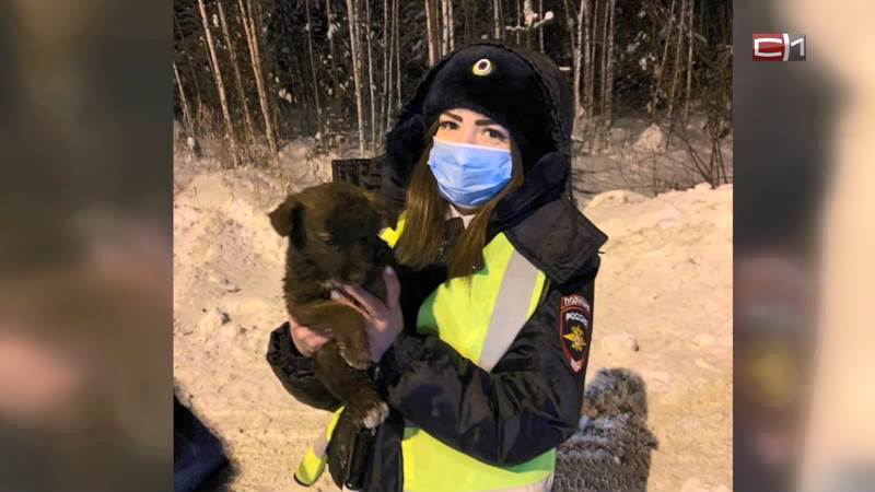В Югре сотрудники ГИБДД ищут дом для спасенного из-под капота машины щенка