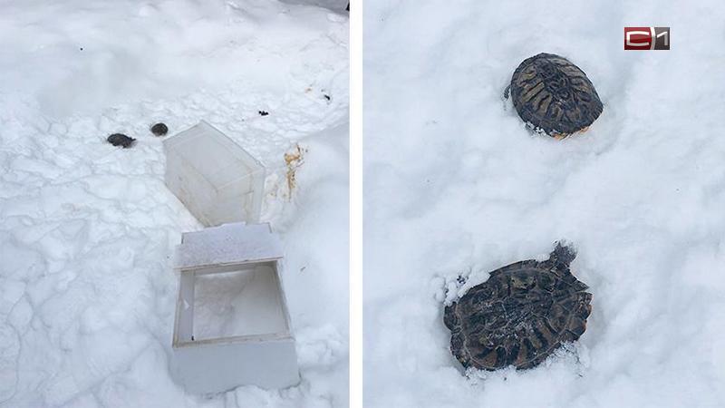 Жители Ямала обнаружили мертвых черепах недалеко от озера Ханто