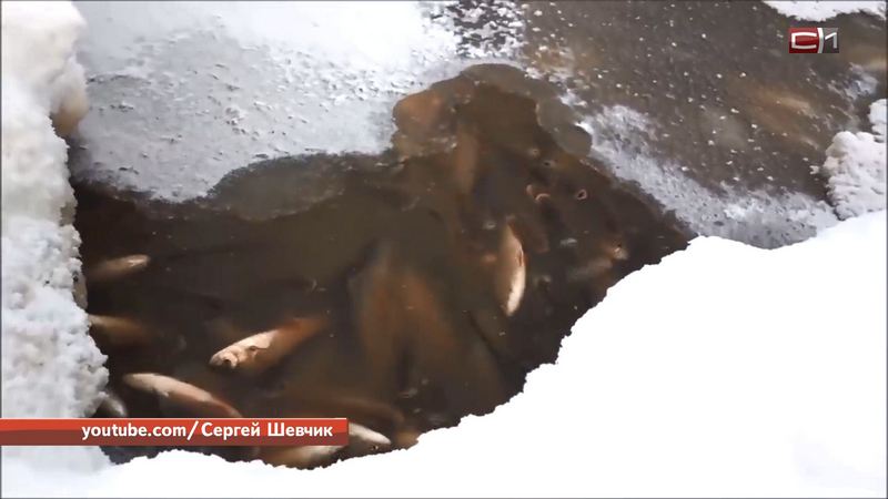 Недалеко от Сургута в ледяном покрове Оби обнаружили мертвую рыбу