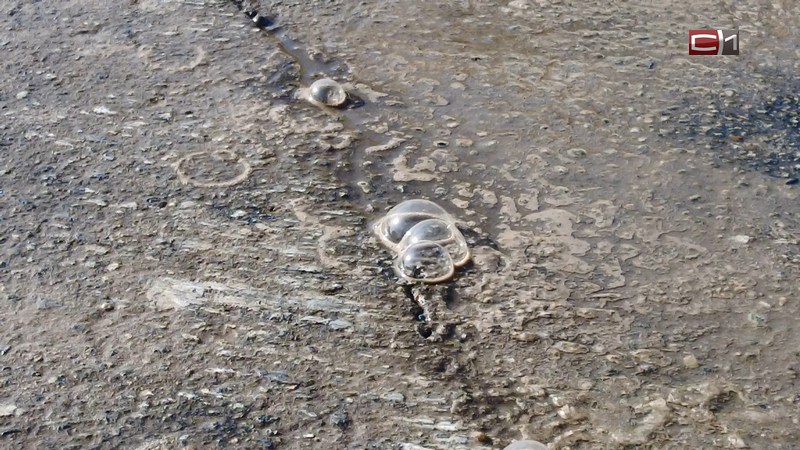Асфальт пузырится — в Сургуте произошла утечка газа на подземном газопроводе