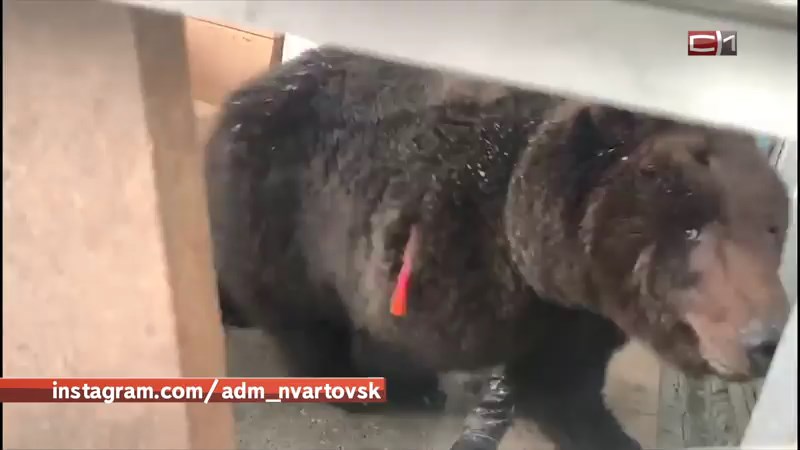 Жители Томской области хотят забрать медведицу-беглянку из Нижневартовска