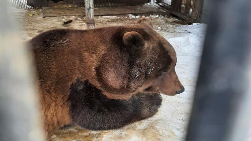 Степа проснулся! Самый знаменитый медведь Югры вышел из зимней спячки. ФОТО, ВИДЕО
