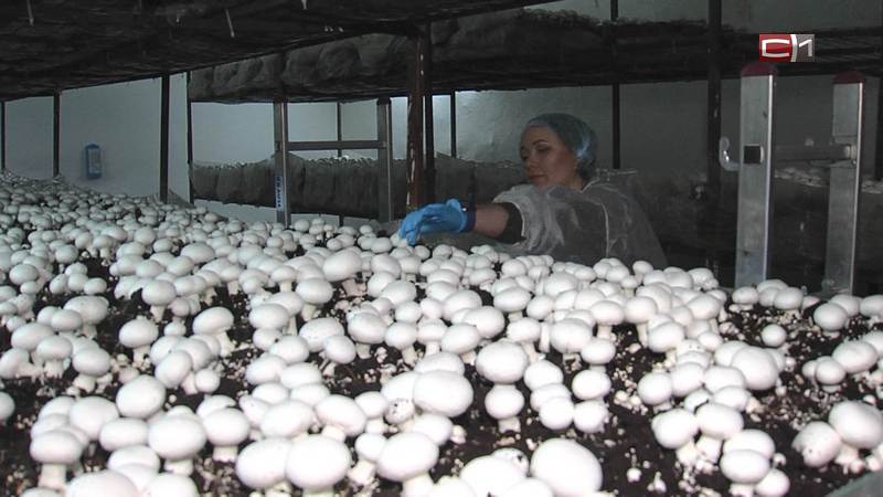 Шампиньоны с собственных грядок: в Сургуте создали необычную грибную ферму