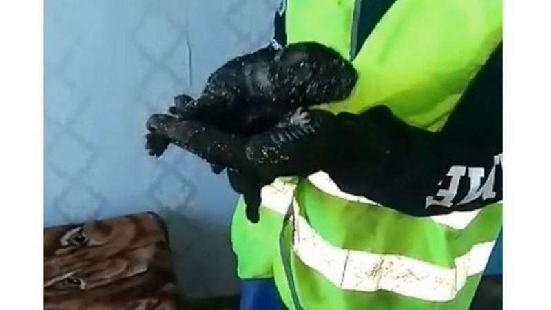 В городе Югры щенка выкинули в мусоропровод