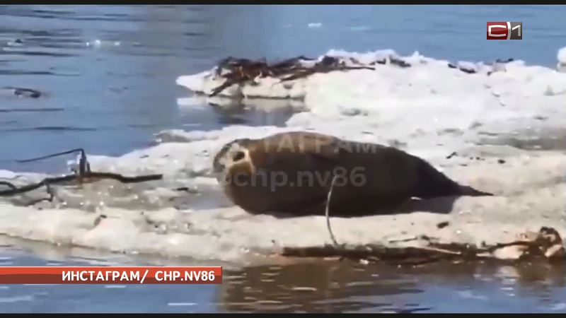 В реке Югры обнаружили плывущего на льдине тюленя