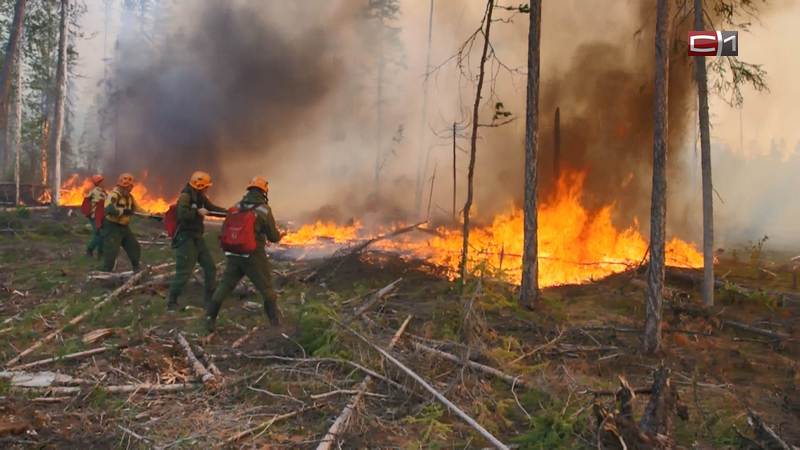 Ситуацию с лесными пожарами в Тюменской области взял на контроль Владимир Якушев