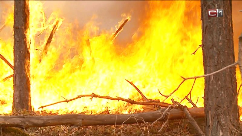 Почти 30 природных пожаров полыхают в Тюменской области