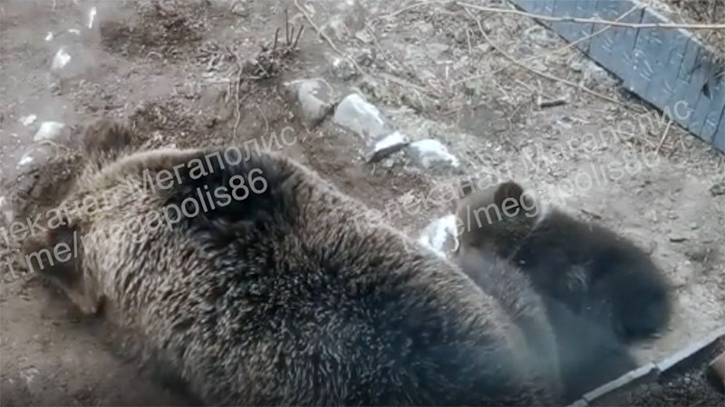 В Югре медведица с медвежатами пробрались на дачу, съели кур и легли спать. ВИДЕО