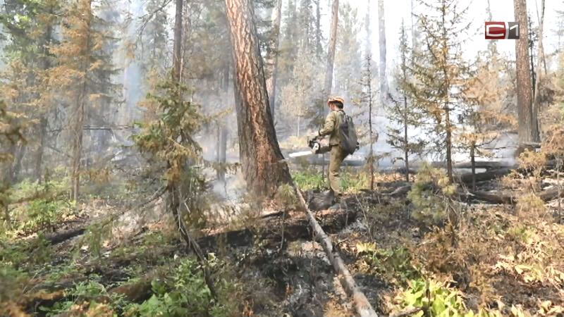 Площадь лесных пожаров в Югре увеличилась в 4 раза по сравнению с прошлым годом