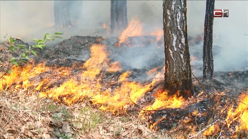 В леса Югры снова вернулись пожары