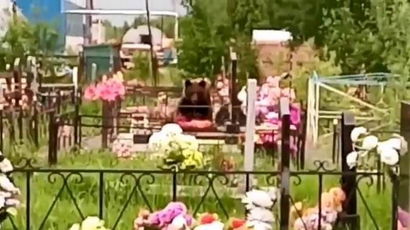 В Югре медведь забрел на кладбище. ВИДЕО