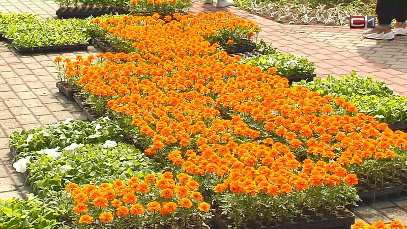 Триста тысяч цветов появятся на клумбах в Сургуте до конца июня