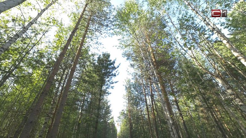 В микрорайоне Сургута появится современный парк: как обустроят зеленую зону