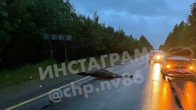 На трассе Нижневартовск-Стрежевой насмерть сбили лося