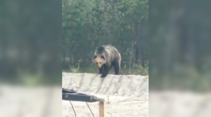 Пошумим? На месторождении в Югре рабочие криком отогнали медведя. ВИДЕО