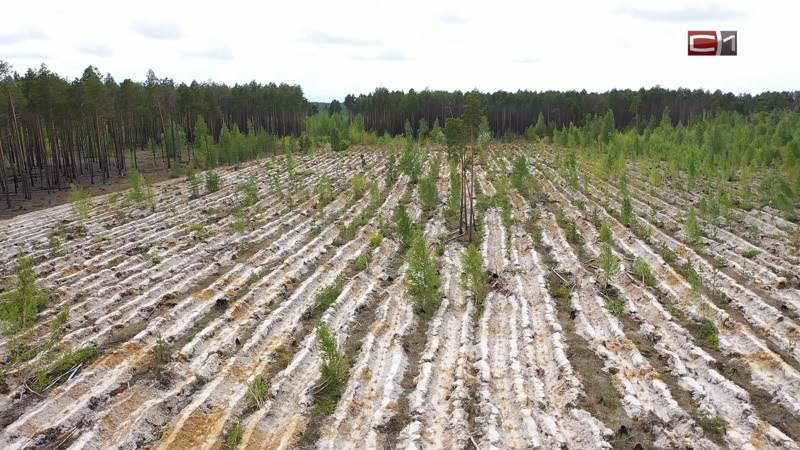 Как Сургутнефтегаз помогает восстанавливать леса Сургута и Югры