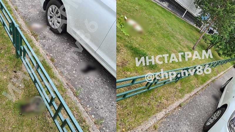 Неизвестный выбросил щенков из окна многоэтажки в Нижневартовске