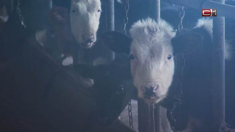 В Югре выявлен очаг инфекции у крупного рогатого скота