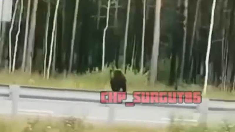 Под Сургутом заметили перебегающего через дорогу медведя. ВИДЕО