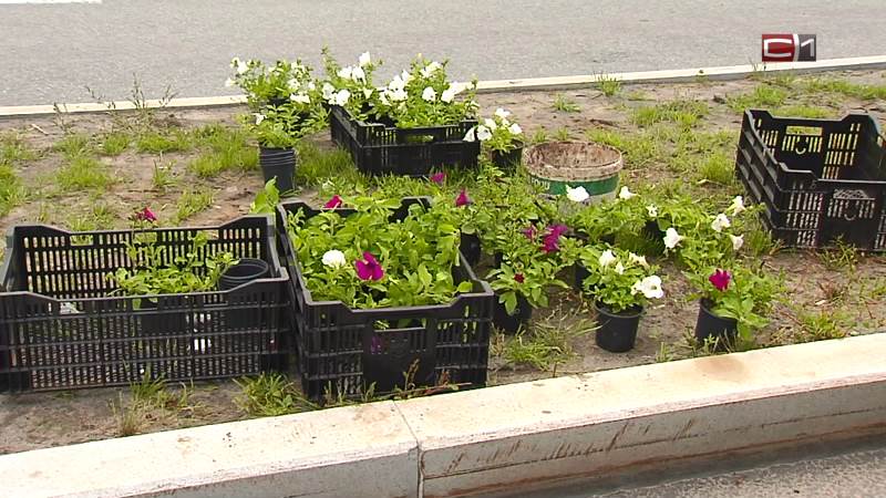 Цветы для новых вазонов на улицах Сургута предоставил местный подрядчик