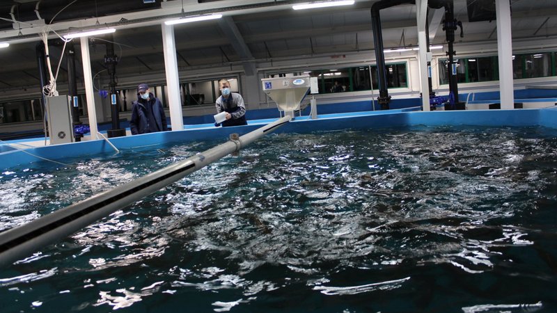 Вторую жизнь получит закрытый рыбозавод в одном из муниципалитетов Югры
