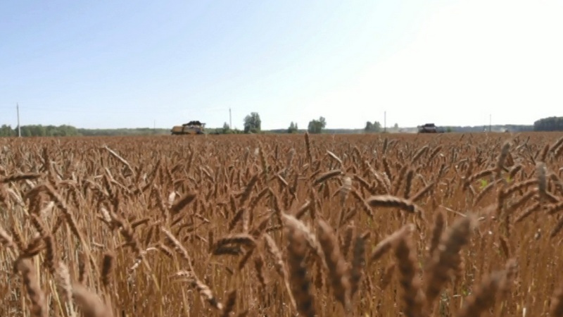 Без хлеба не останемся: тюменские аграрии ожидают получить неплохой урожай
