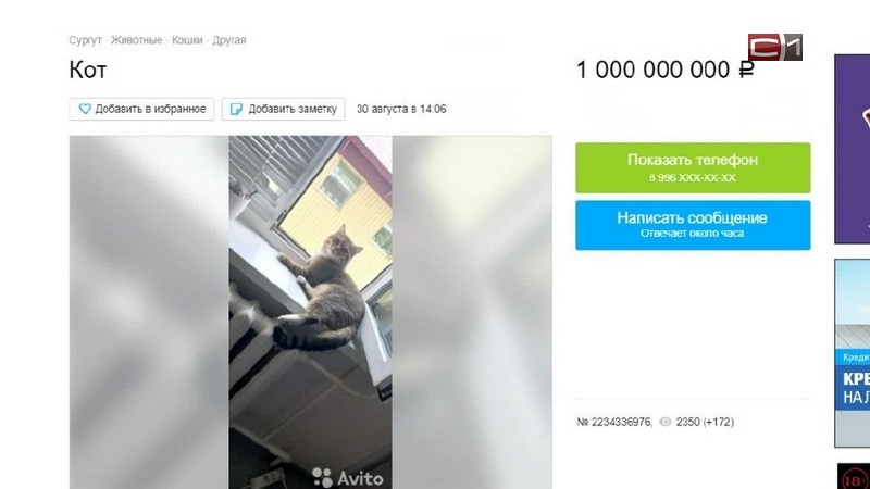 «Царь квартиры»: в Югре продают кота за миллиард рублей
