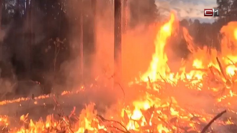Возможно, поджог: возле дачного кооператива под Сургутом горел лес