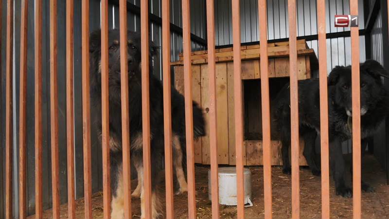 Почему в Сургутском районе приостановили отлов бездомных животных