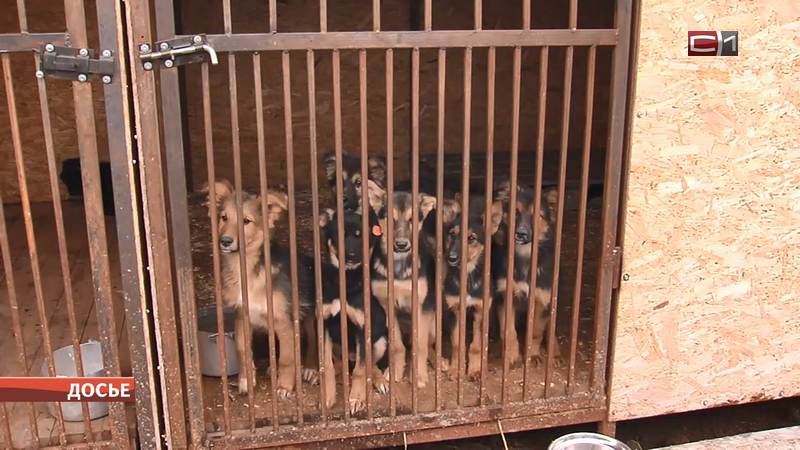 В Сургуте в конце месяца заканчивается договор на отлов собак