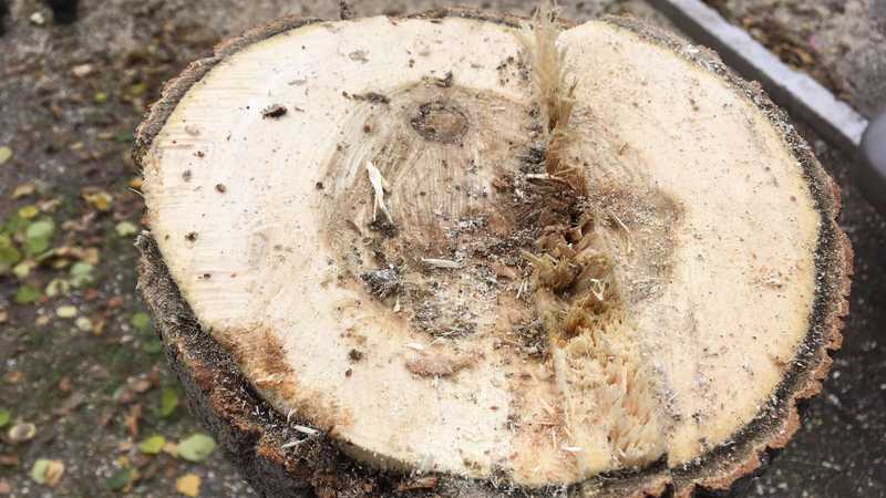 В Сургуте «формирование крон деревьев» закончилось их вырубкой. ВИДЕО