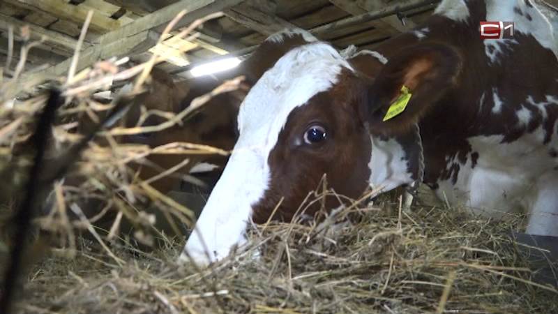 Молоко полученное от коровы 5. Молочная ферма в д Елань Тобольского района.