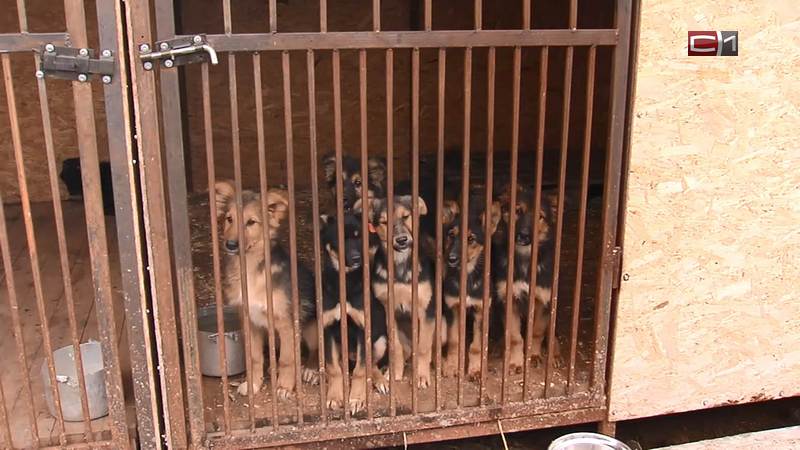 На отлов бездомных собак в Сургуте выделят дополнительные средства