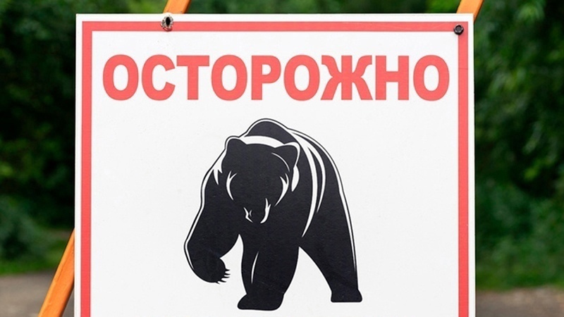 Видео с убитым якобы в Ханты-Мансийске медведем оказалось фейком