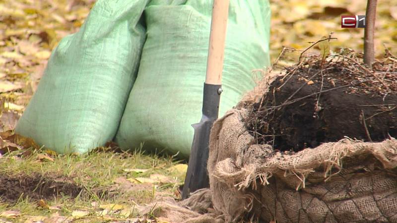 В Сургуте прошла акция «Единый день посадки деревьев»
