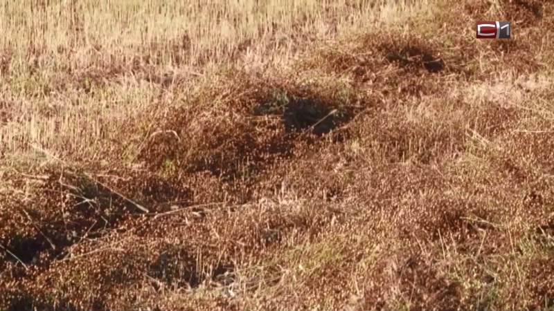 В Тюменской области впервые за 40 лет собрали урожай льна