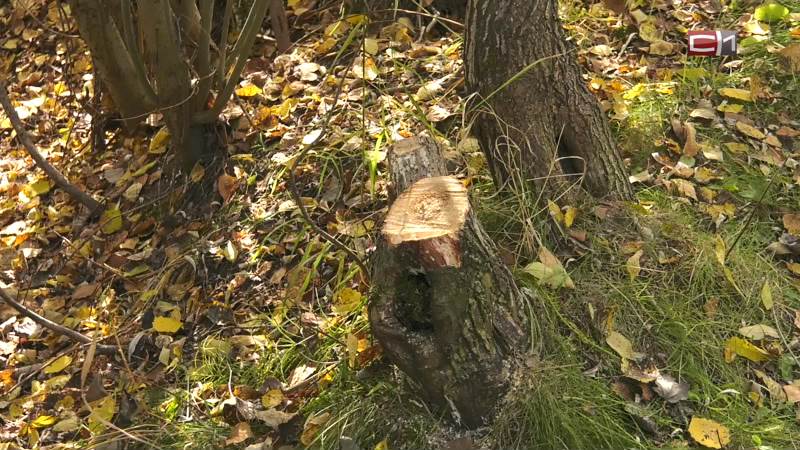 Почему срубили деревья в Сургуте на 50 лет ВЛКСМ