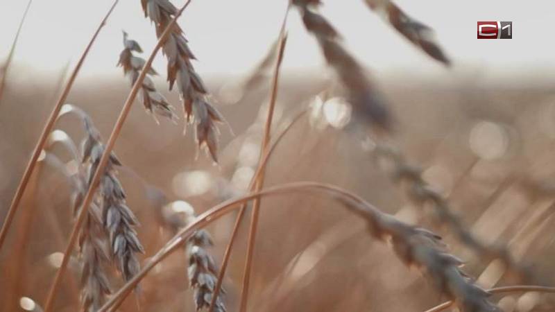 В Тюменской области убрали 98 процентов урожая зерна