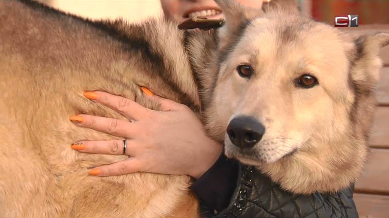 СКОРО: Пес-терапевт Чак ищет новый дом