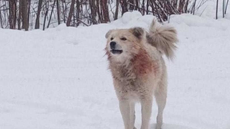 В Лангепасе бродячие собаки насмерть загрызли 43-летнюю женщину