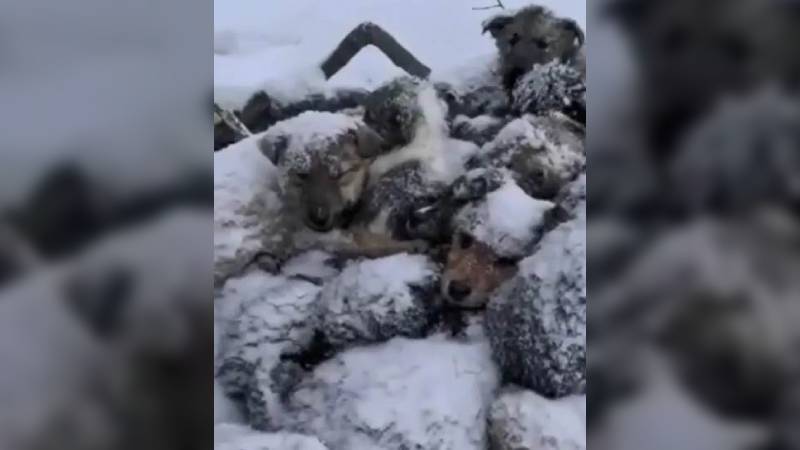 В Югре неизвестные выбросили мешок с 20 щенками - полиция проведет проверку