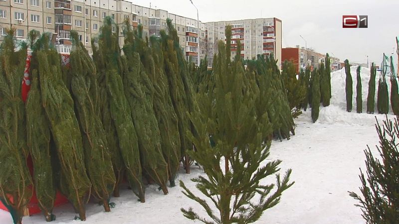 Срубить или купить: во сколько обойдется сургутянам новогоднее дерево 
