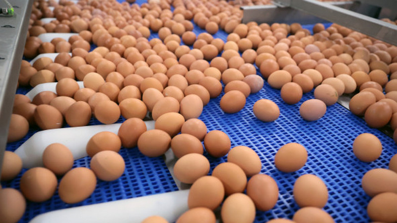Бизнесмен из УрФО экспортировал по поддельным документам больше 5 миллионов яиц