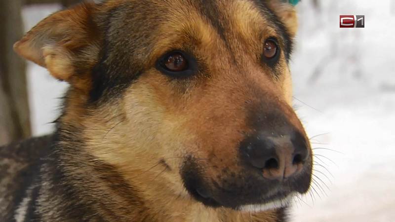 Неизвестные разбрасывают отраву в сургутском парке «За Саймой», две собаки погибли