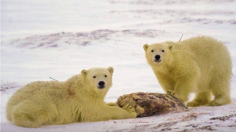 На Ямале эвакуировали медведей, которые искали лакомства в вахтовом поселке