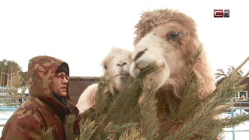 Вместо свалки — в зоопарк. В Тюмени новогодние деревья стали едой и игрушками