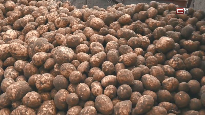 «Посадим больше»: в этом году дачники Югры планируют запастись картофелем