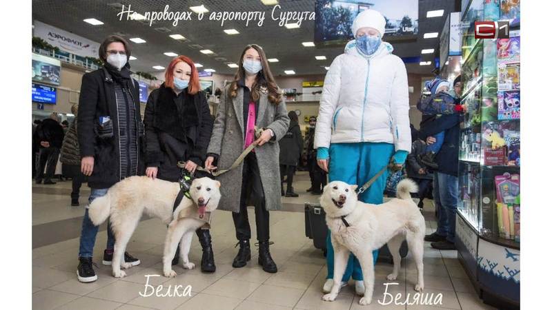 Как живет «близняшка» знаменитой сургутской собаки, уехавшей в Москву
